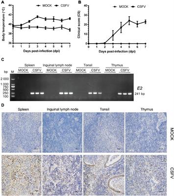 Classical Swine Fever Virus Infection Induces Endoplasmic Reticulum Stress-Mediated Autophagy to Sustain Viral Replication in vivo and in vitro